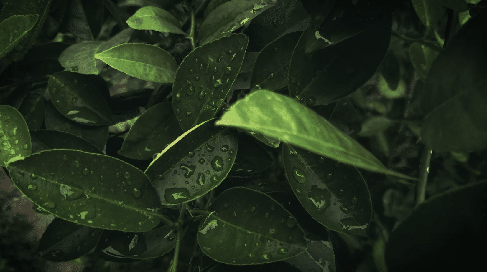Greens - groenten